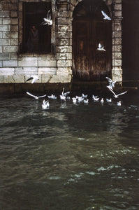 Venice Grand Canal with Birds (color)