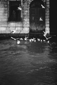 Venice Palazzo with Birds